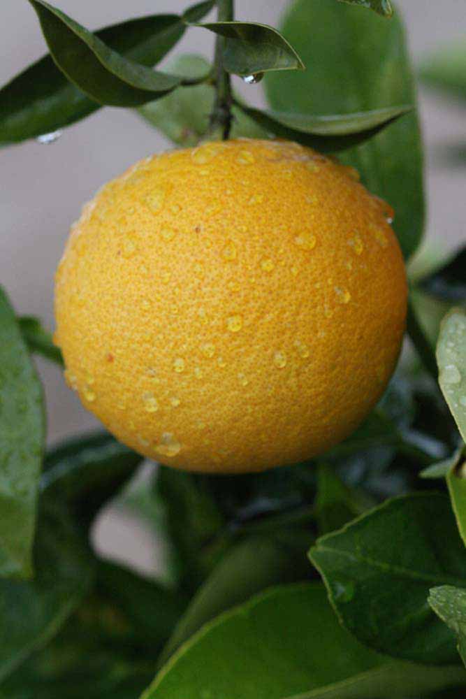              Fruit (Riverside, CA)       